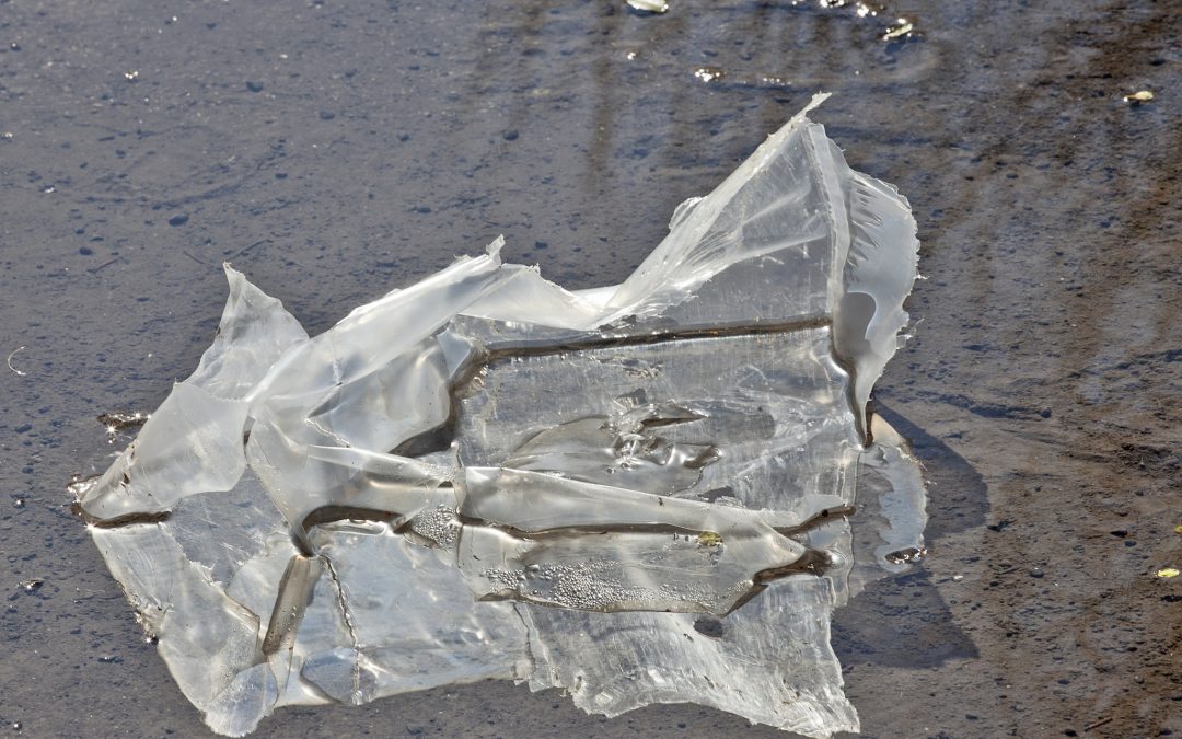 ‘Beached Whale and Skyscraper’: Two Poems