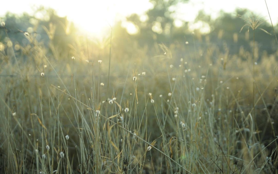 For the Love of the Land