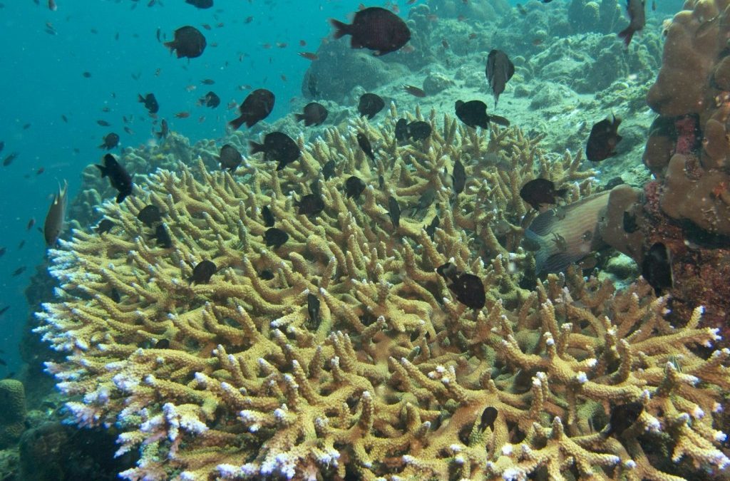 A Different Kind of Wave:  A Creative Essay