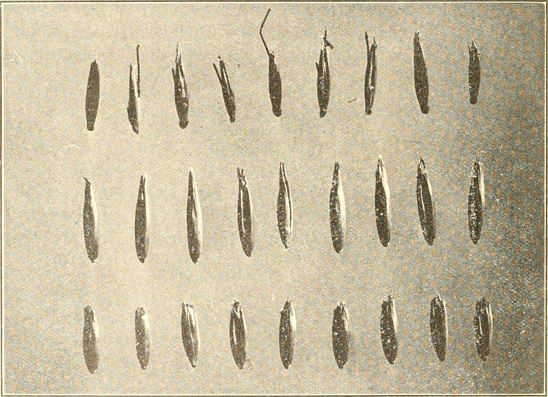 Coroner’s Findings